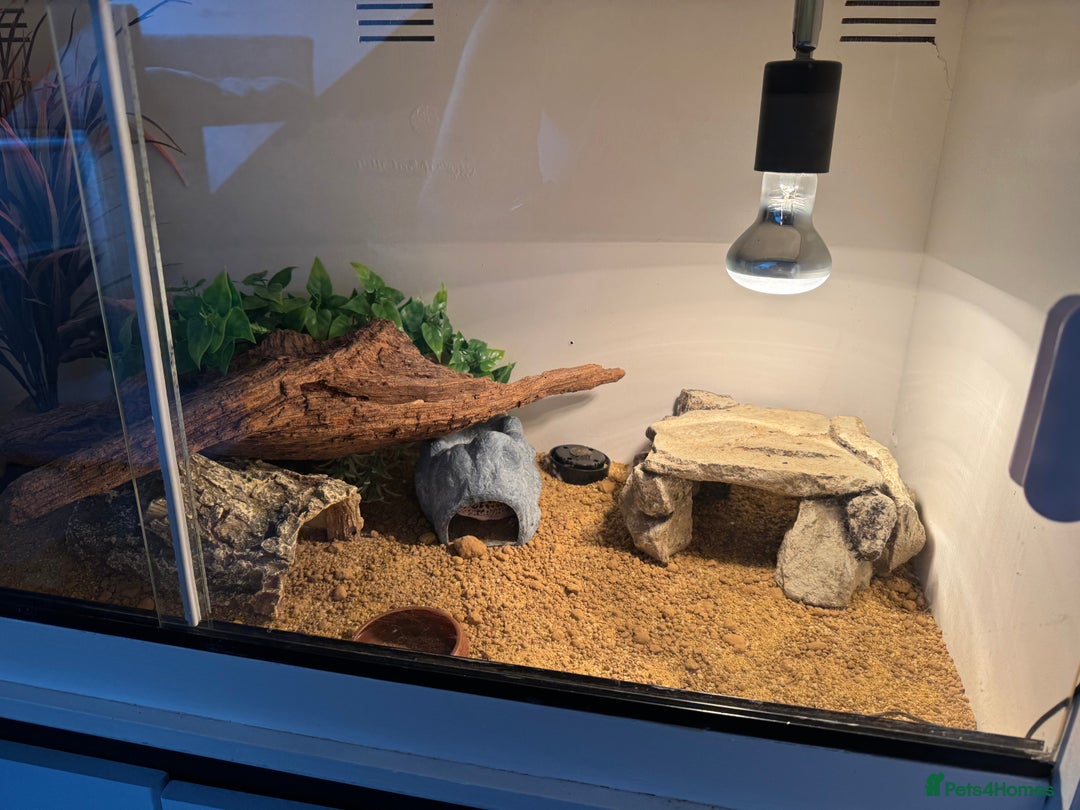 Gecko reptiles for sale: Leopard gecko with full setup - Image 6