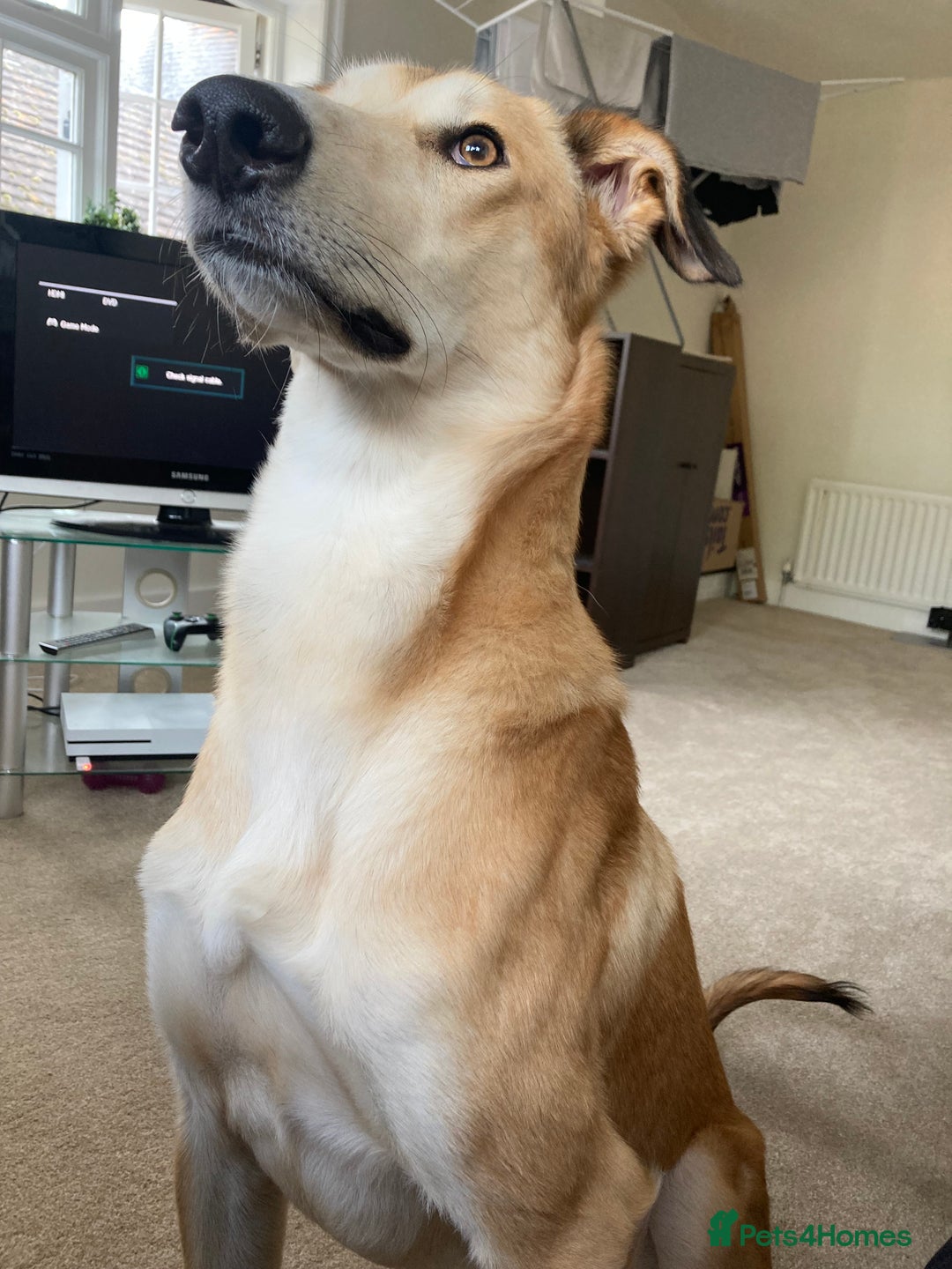 Mixed Breed dogs for sale: Merlin - Image 6
