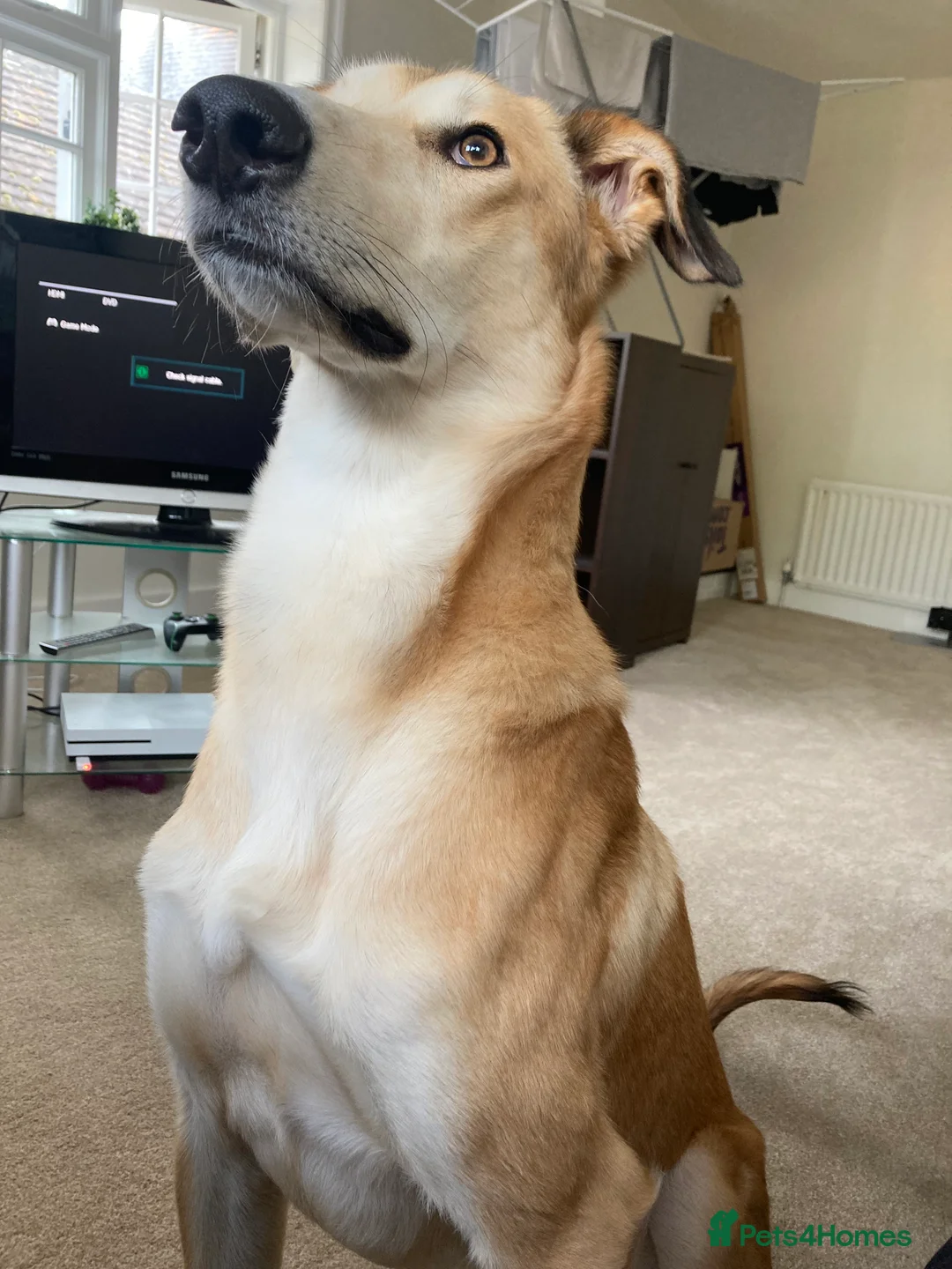 Mixed Breed dogs for sale: Merlin - Advert 6