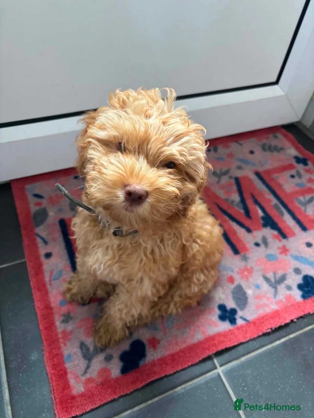Cockapoo dogs for sale: Male cockapoo Puppy in Boston - Advert 1
