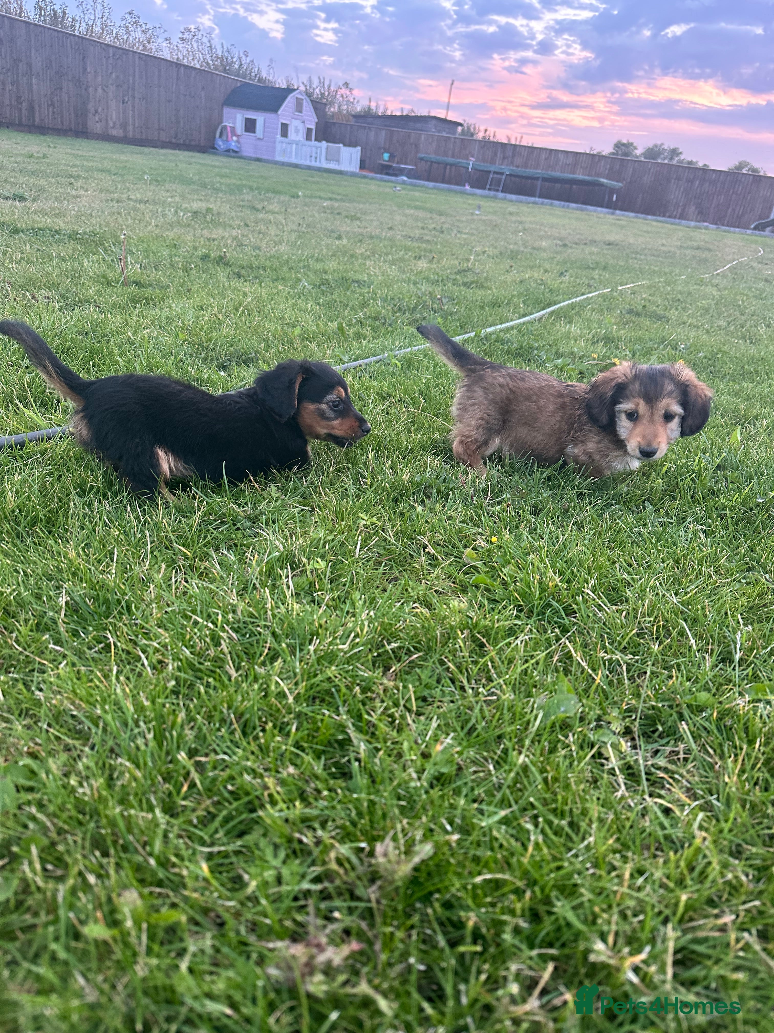 Dachshund dogs KC REG READY NOW! long haired miniature dachshund - Advert 2