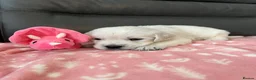 Golden Retriever dogs for sale: KC Old English Cream Golden Retriever Puppies  - Advert 7