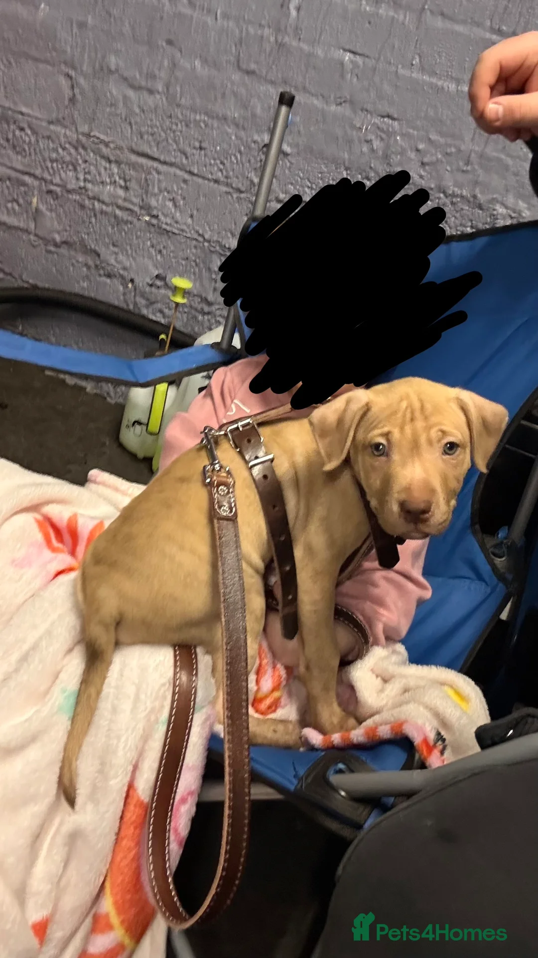 American Bull Staffy dogs for sale: 1 beautiful male puppy available - Advert 2