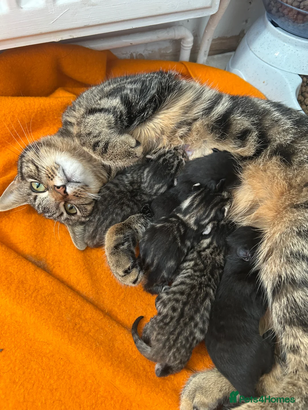 Mixed Breed cats for sale: 4 beautiful kittens looking for a forever home - Advert 7