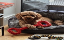 Cockapoo dogs for sale: Adorable Cockapoo Looking for a Loving New Home - Image 1