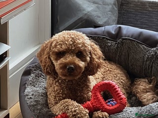 Cockapoo dogs - Advert 2