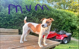 Jack Russell dogs for sale: Jack Russel puppies for sale  - Image 7