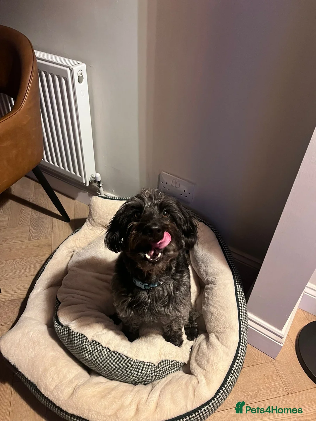 Mixed Breed dogs for sale: Calvin, 5 year old sweet boy looking for new home - Advert 11