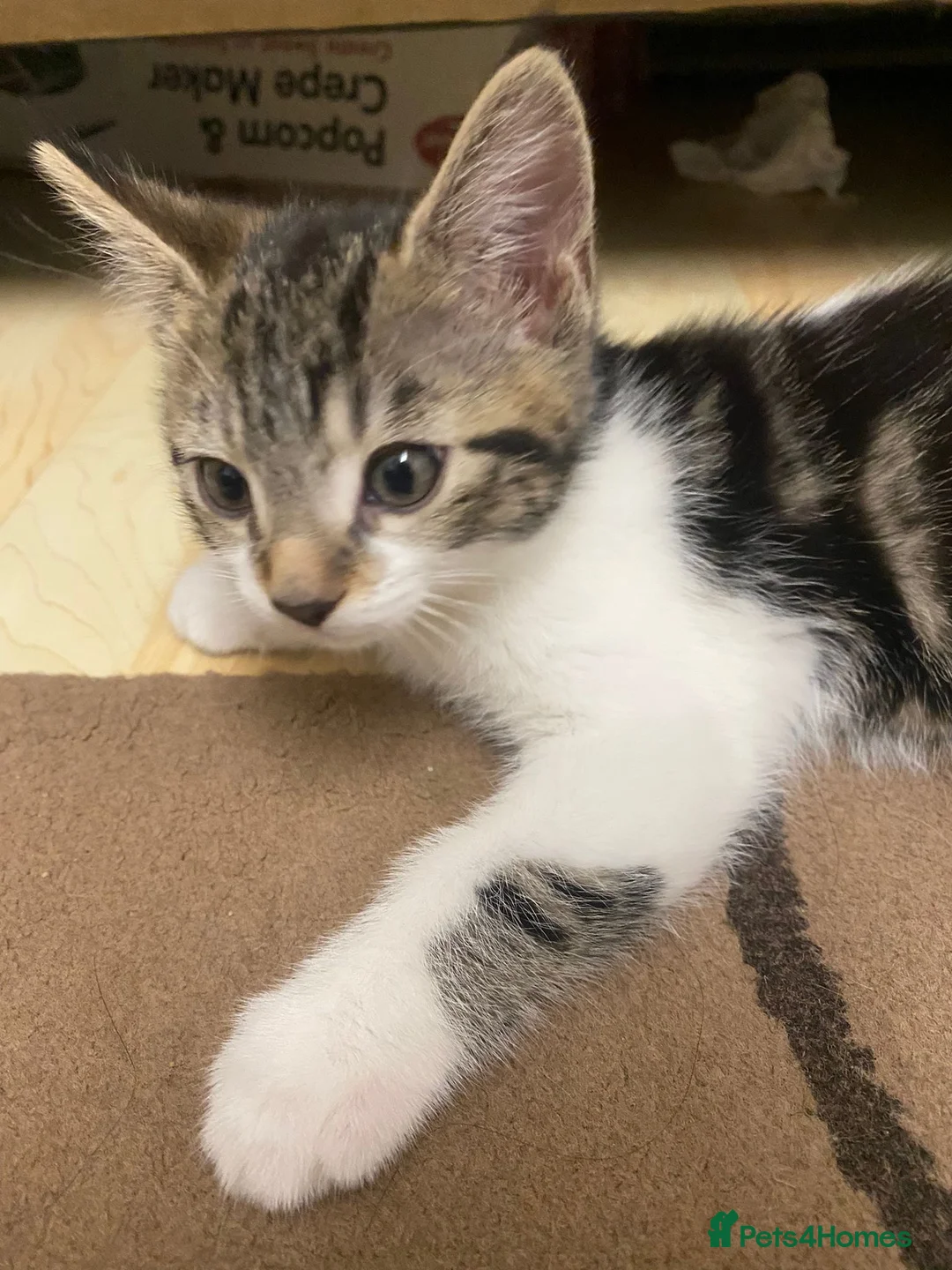 Mixed Breed cats for sale: Cute kittens  - Advert 2