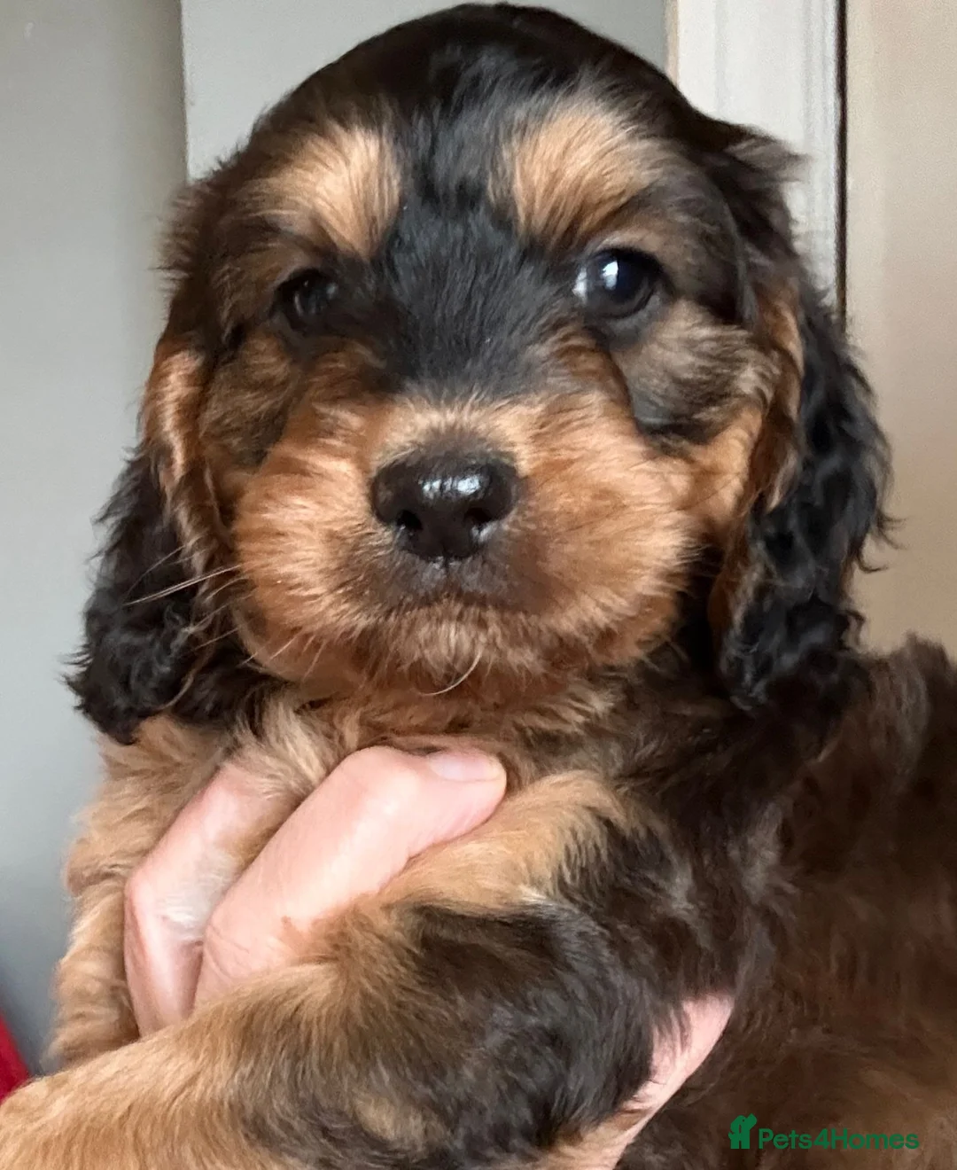 Cockapoo dogs for sale: Beautiful cockapoo puppies  - Advert 16
