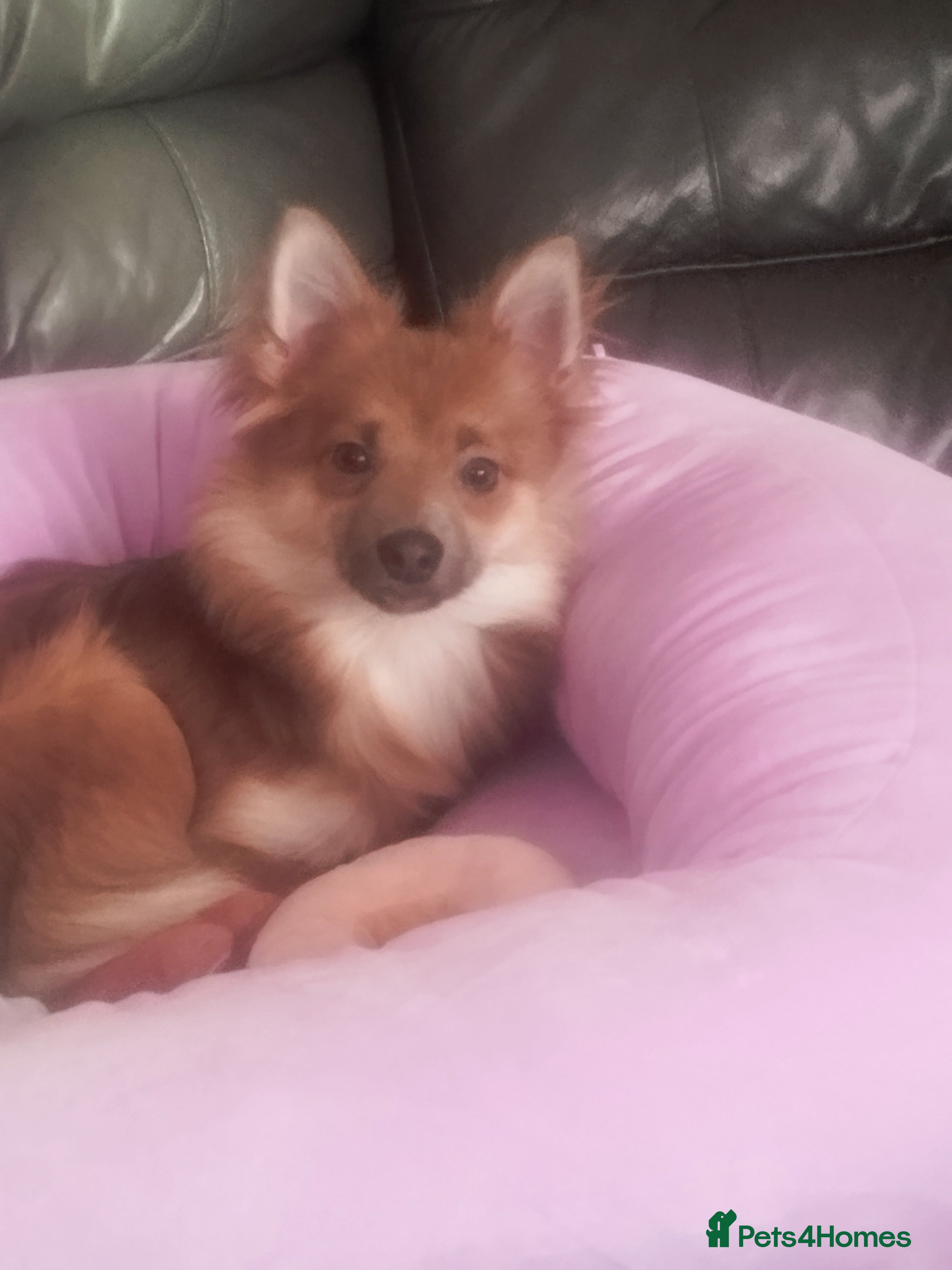 Mixed Breed dogs spitz pom cross - Advert 1