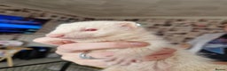 Ferret rodents for sale: Albino Ferret kits  - Advert 4