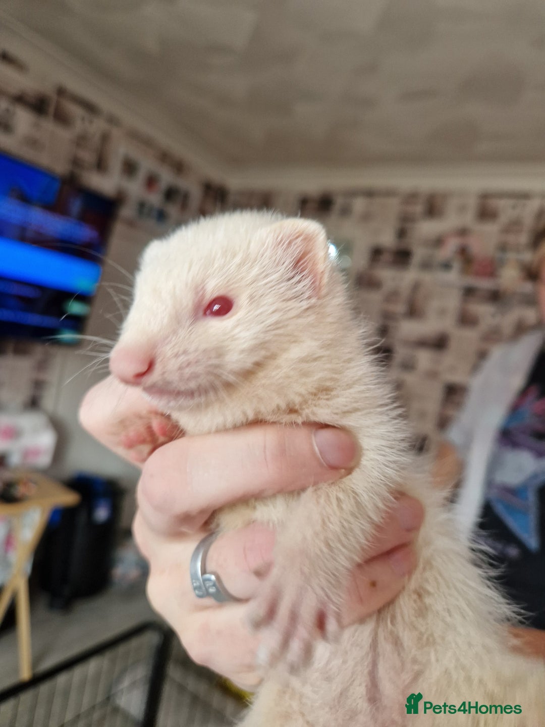 Ferret rodents for sale: Ferret kits mixed litter  - Image 9