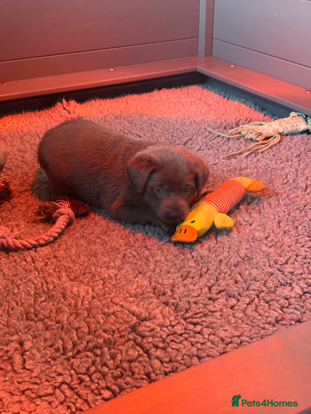 Labrador Retriever dogs for sale: Gorgeous KC Silver & Charcoal Labs - Image 27