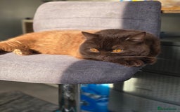 British Shorthair cats for stud: GCCF/TICA/WCF Registered Chocolate Stud PT* import in London - Image 3