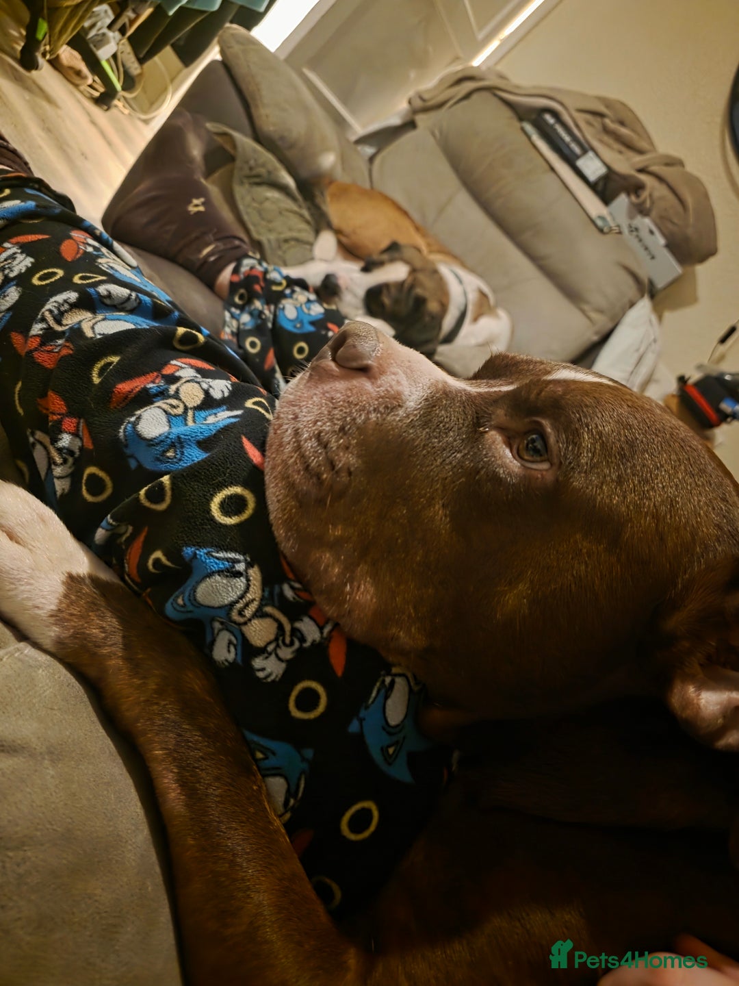 Mixed Breed dogs for sale: Staff x american bulldog looking for forever home - Image 2