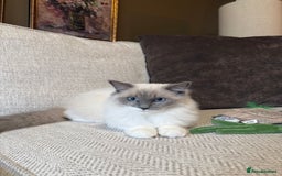 Ragdoll cats for sale: Female Pedigree Ragdolls  - Image 6