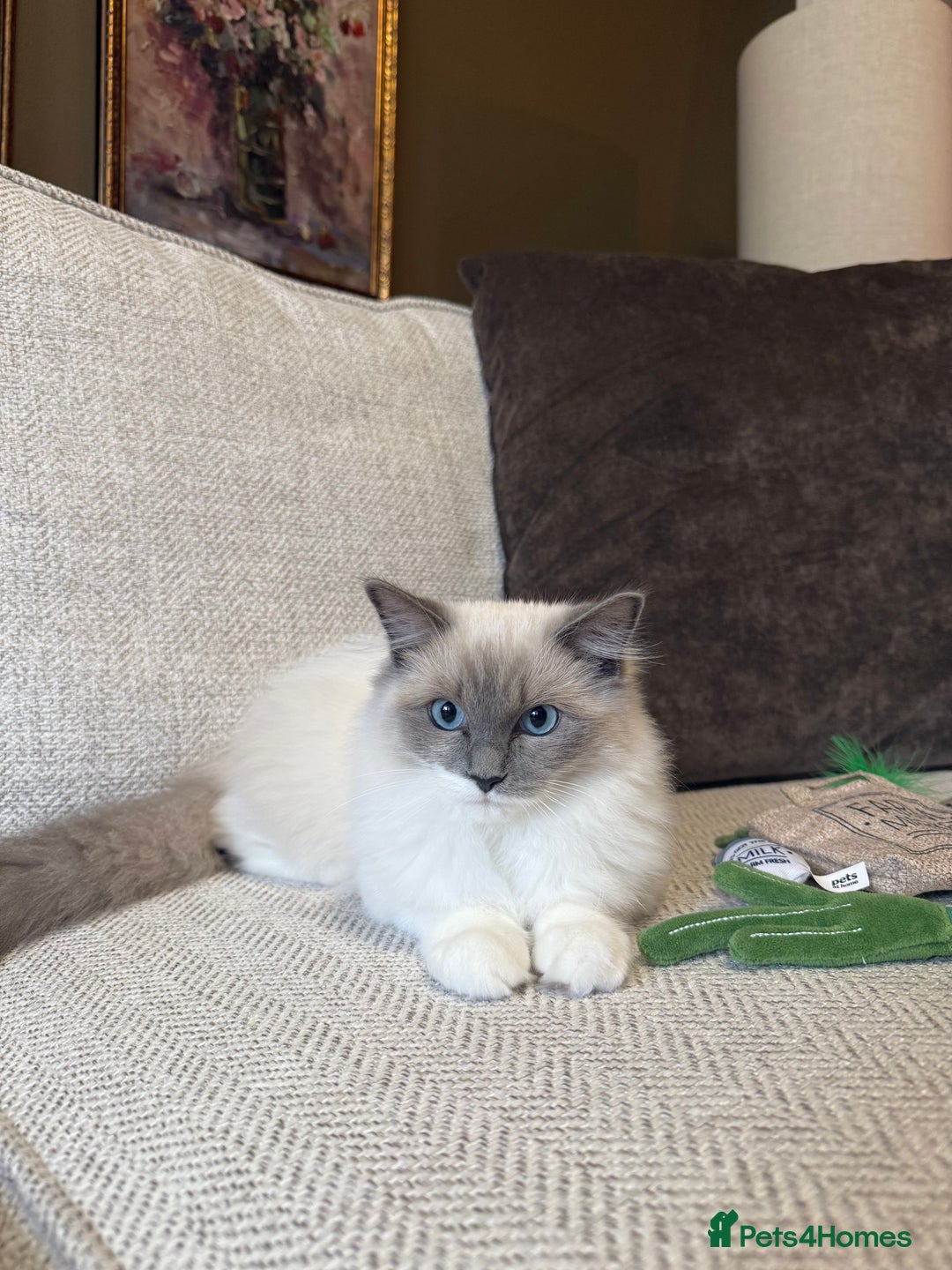 Ragdoll cats for sale: Female Pedigree Ragdolls  - Image 6