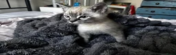 Mixed Breed cats for sale: 10 week old kitten in Banwell - Advert 3