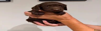 Sprocker 4