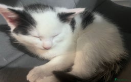 Mixed Breed cats for sale: Kittens  - Image 5