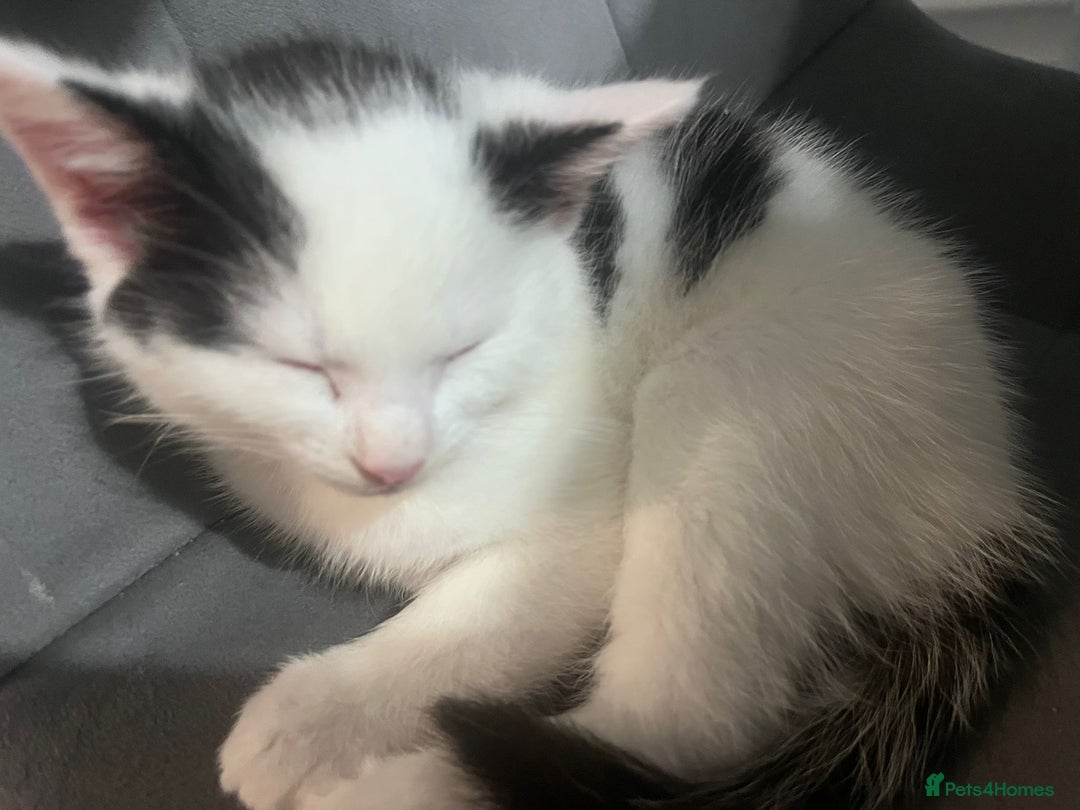Mixed Breed cats for sale: Kittens  - Image 5
