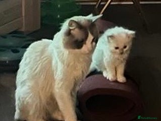 Ragdoll cats - Advert 33