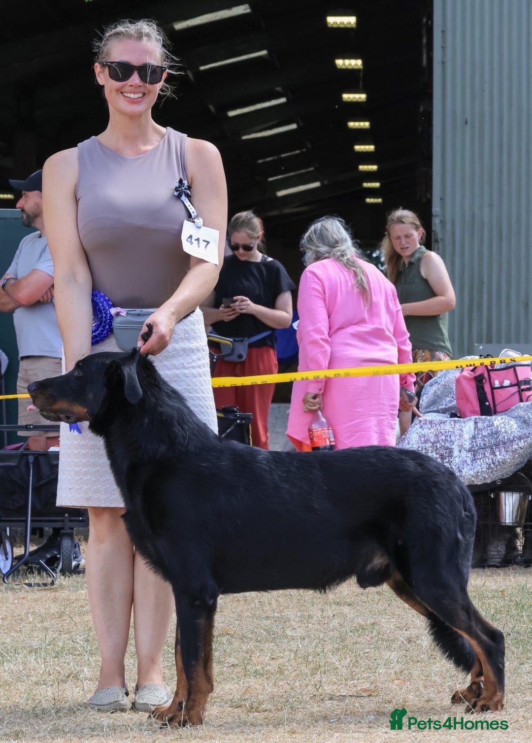 Beauceron dogs for sale: Health tested KC registered beauceron - Advert 15