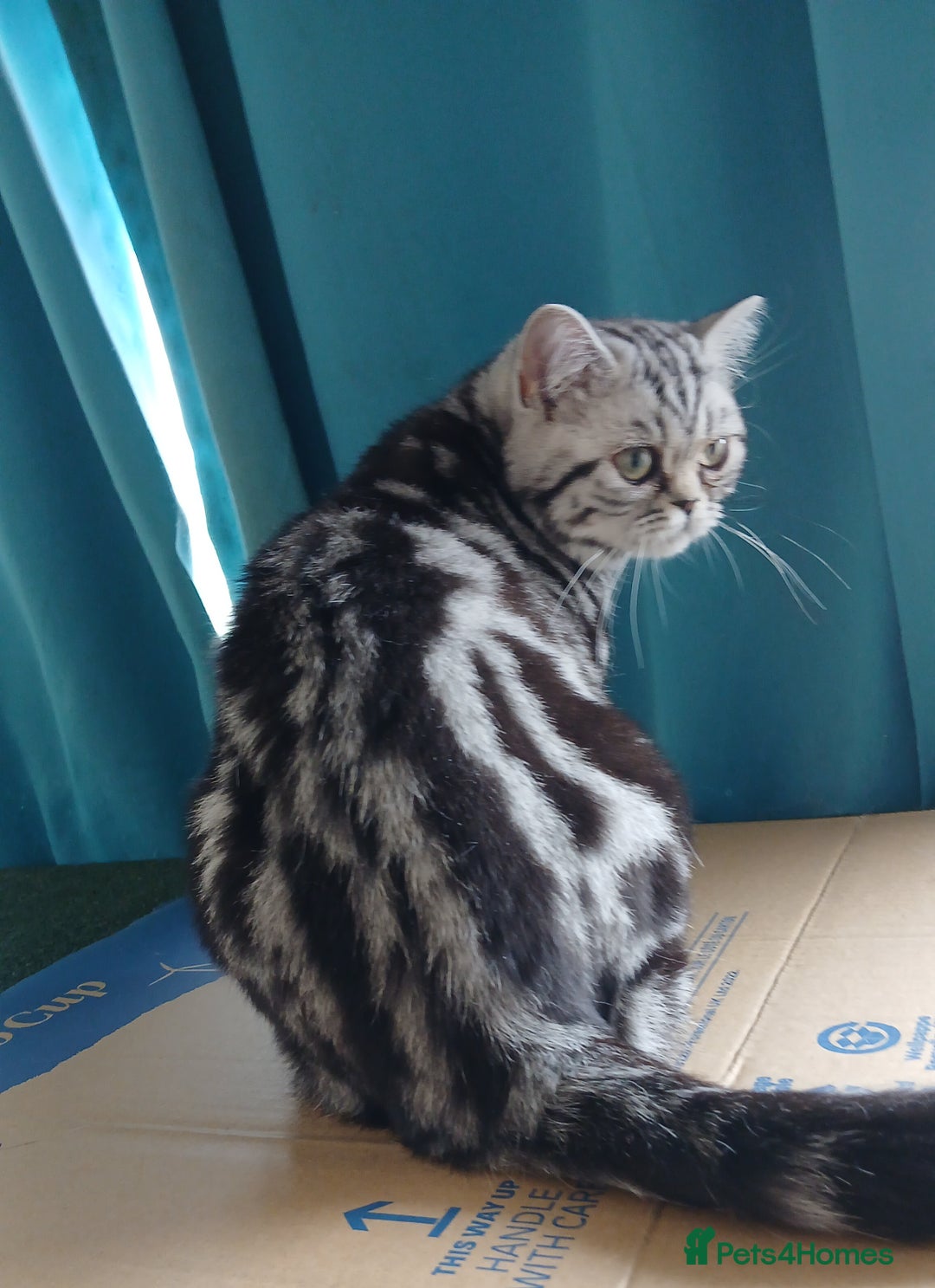 British Shorthair cats for sale: BSH.Silver Classic Tabby.ACTIVE. - Image 3