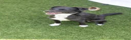 Mixed Breed dogs for adoption: Cat friendly Remy - Advert 16