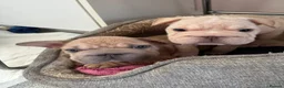 French Bulldog dogs for sale: French bulldog puppies Ready Now! - Advert 1