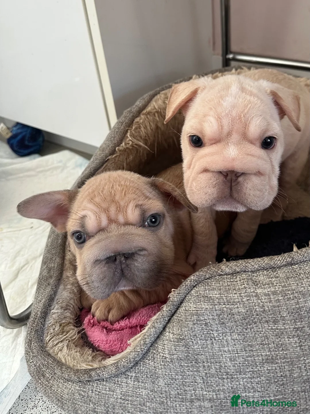 French Bulldog dogs for sale: French bulldog puppies Ready Now! - Advert 1