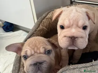 French Bulldog dogs French bulldog puppies Ready Now! - Advert 5