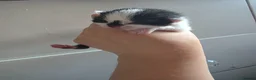 Mixed Breed cats for sale: Cute kittens! Beautiful litter! Home checks!  - Advert 29
