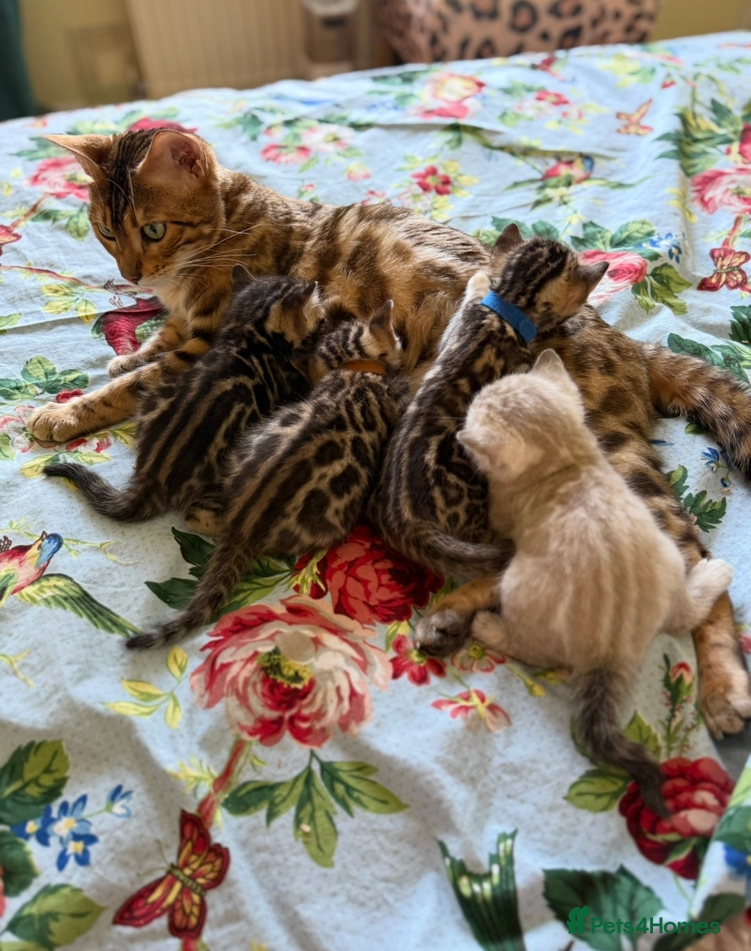 Bengal cats for sale: Pedigree TICA reg 🐾 Bengal Kittens 🐱  - Advert 1