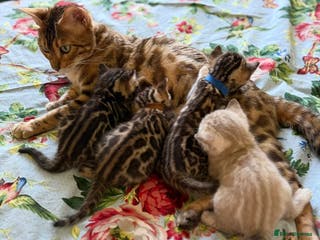 Bengal cats Pedigree TICA reg 🐾 Bengal Kittens 🐱 - Advert 1
