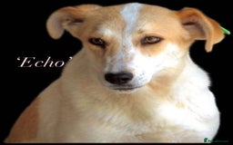 Mixed Breed dogs for adoption: Echo, 1 yr old approx. Available for adoption. - Image 18