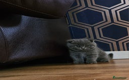 British Shorthair cats for sale: Hurry up 3 🕢Beautiful Scottish fold kitten left in Hatfield - Image 14