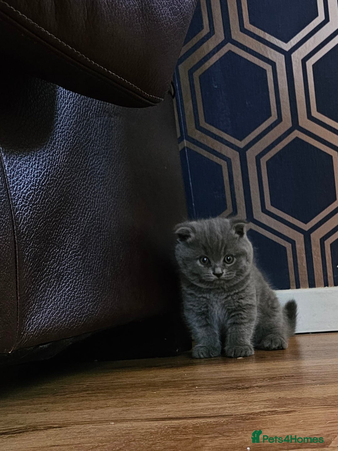 British Shorthair cats for sale: Hurry up 3 🕢Beautiful Scottish fold kitten left in Hatfield - Image 14