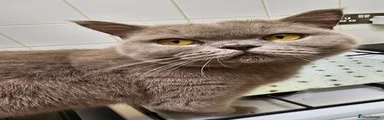 British Shorthair 1     LILY