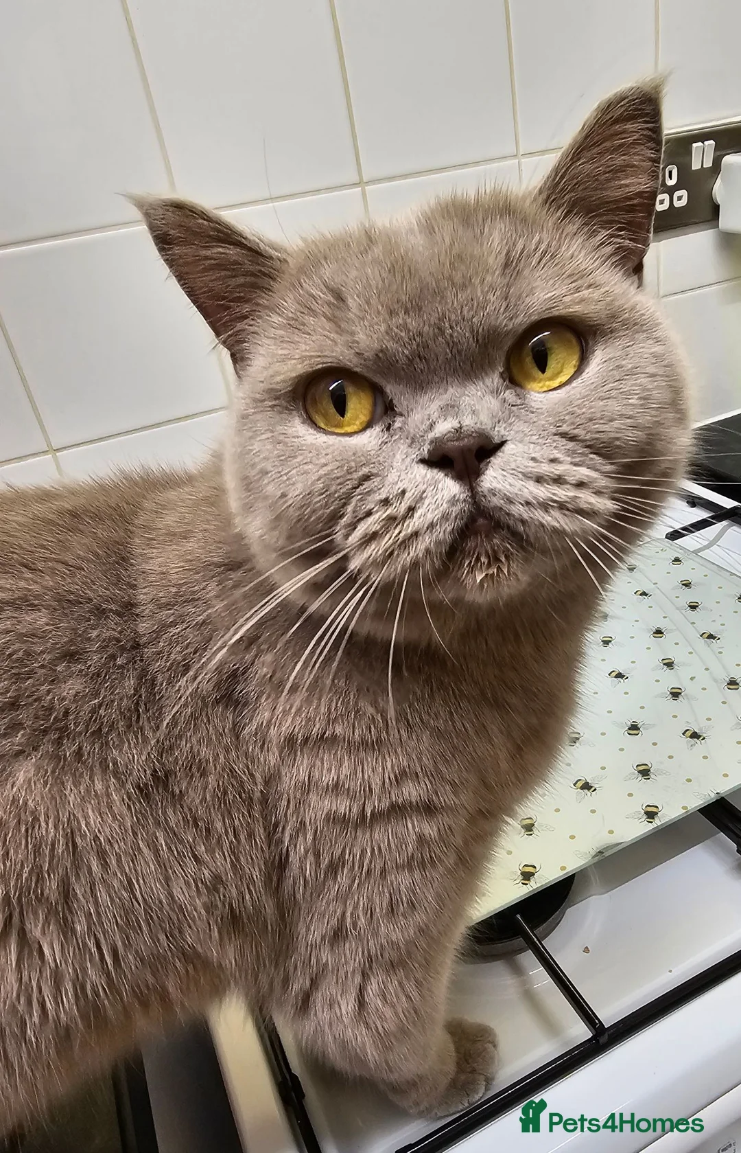 British Shorthair cats for sale: British shorthair lilac  - Advert 2