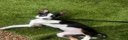 Border Collie dogs for sale: Skye. Blue eyed Border Collie.  - Advert 5