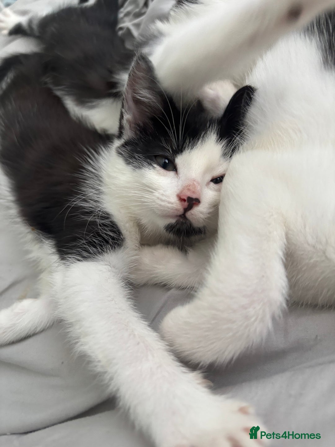 Mixed Breed cats for sale: Beautiful female kittens - Advert 4