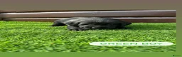 Cockerdor dogs for sale: 6 beautiful cockerdor puppies - Advert 8