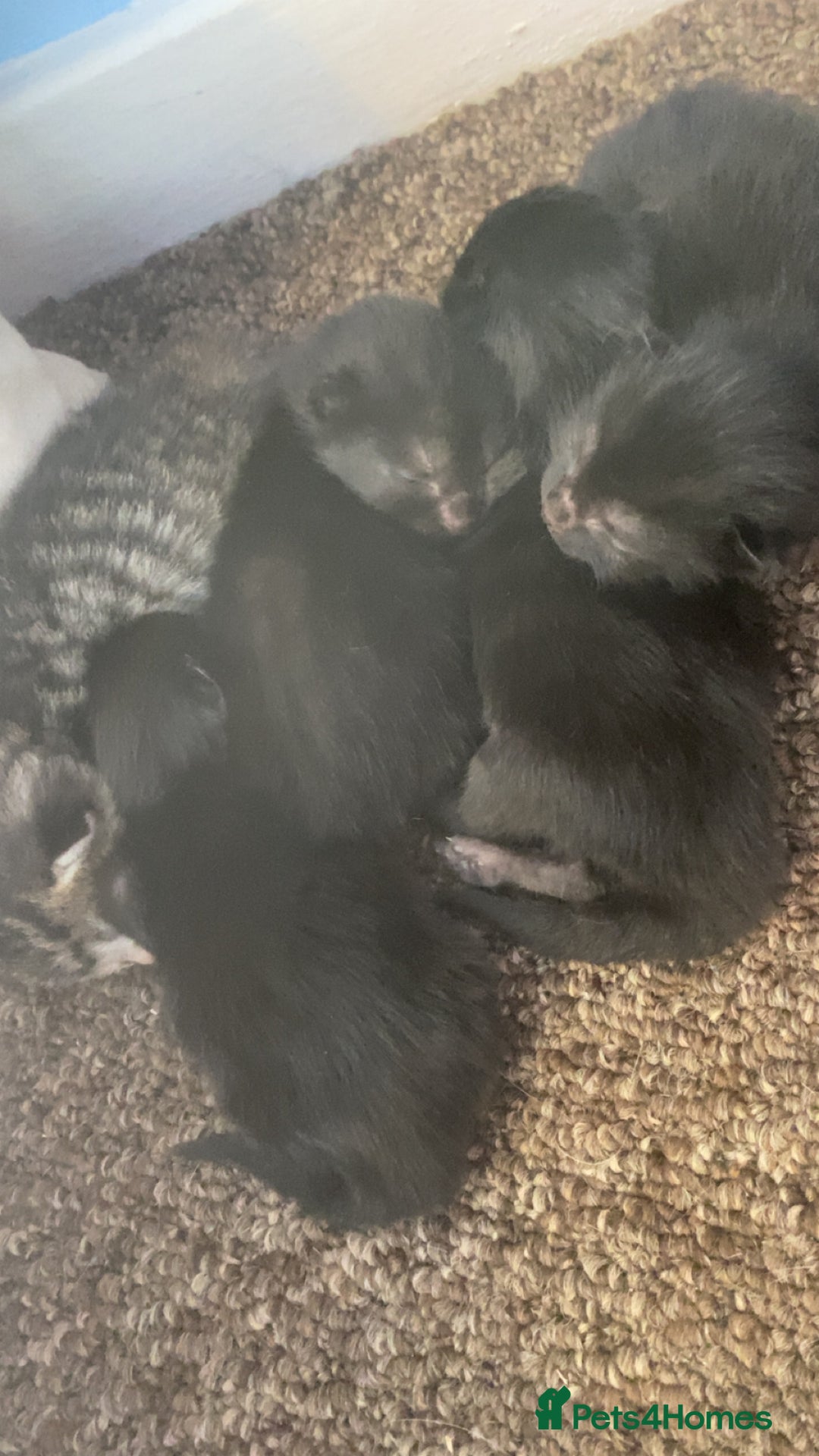 Mixed Breed cats for sale: Kittens for sale - Image 12