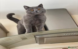 British Shorthair cats for sale: Beautiful litter of British blues  - Image 17