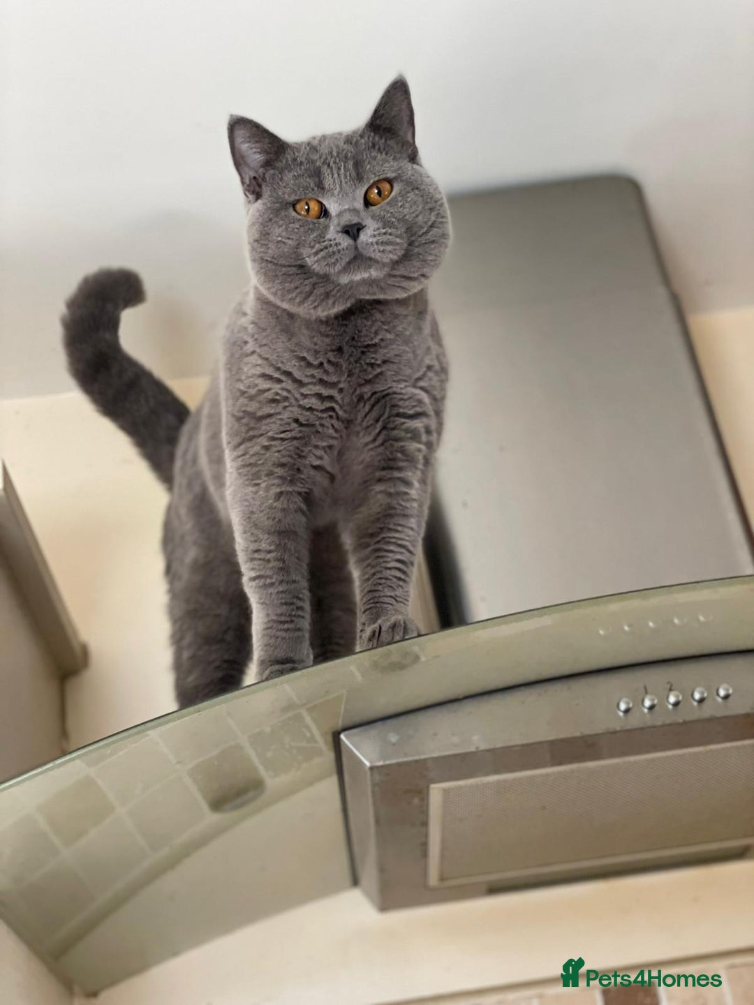 British Shorthair cats for sale: Beautiful litter of British blues  - Image 17