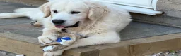 Golden Retriever dogs for sale: KC reg fully health tested 1 year old male  - Advert 4