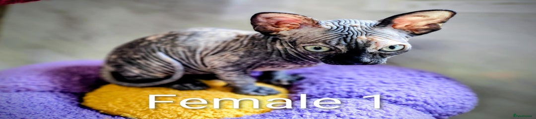 FEMALE 1 DARKER TORTIE