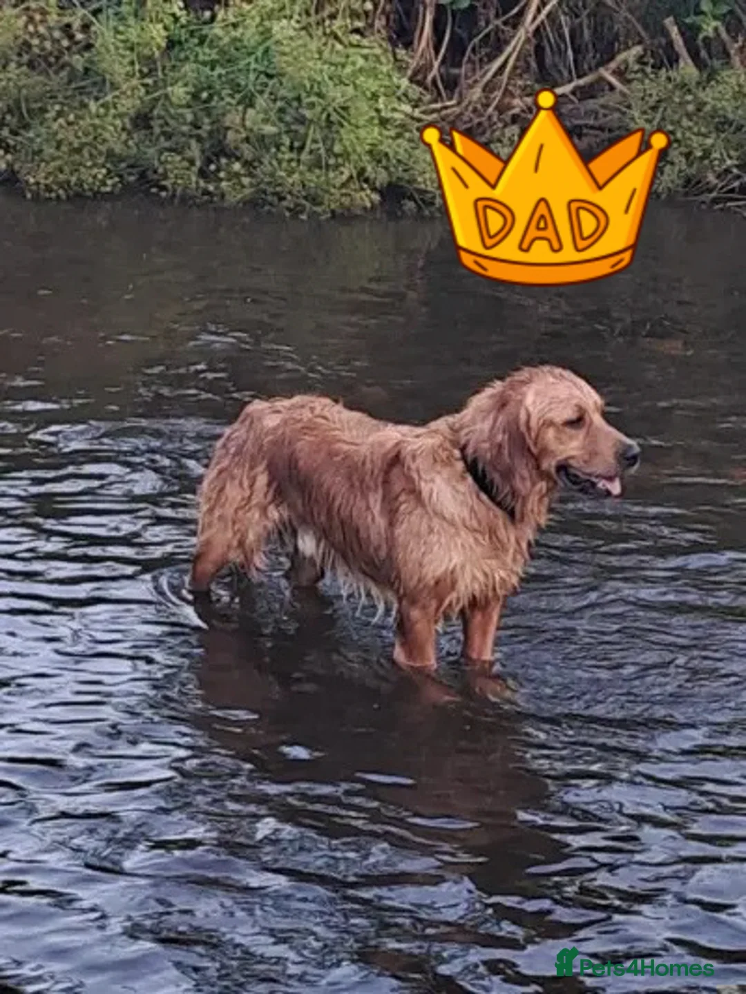 Golden Retriever dogs for sale: KC Dark Golden Retrievers 🧬 Health Tested Parents - Advert 6